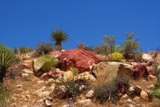 Desert Rock Garden Royalty Free Stock Photography Desert Rock Garden Royalty Free Stock Photography