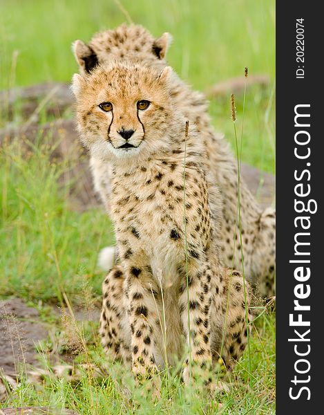 Two cheetah cubs in Kenya's Masai Mara one staring directly into the camera