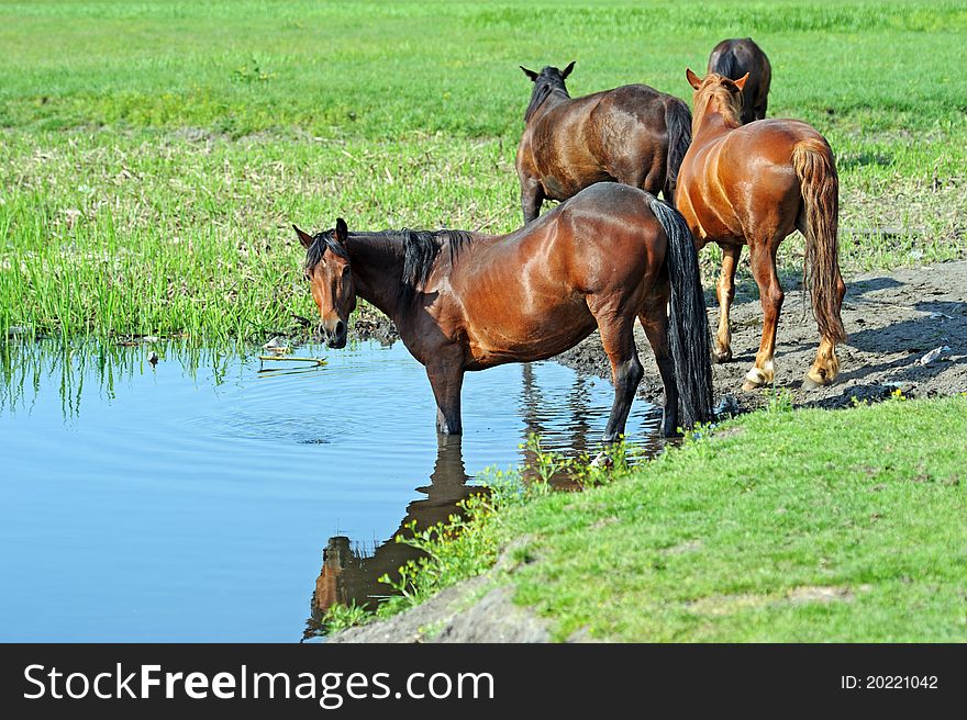 Horse, Playful Kid Of Horse, Foal On A Lawn