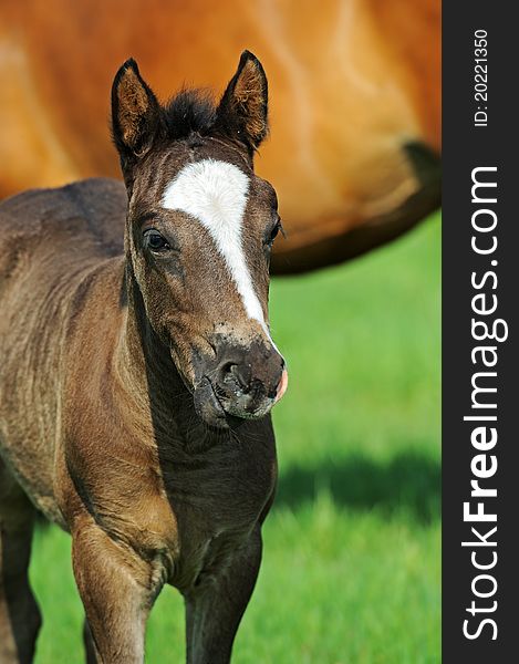 Horse, Playful Kid Of Horse, Foal On A Lawn