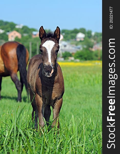 Baby of Horse on a green grass