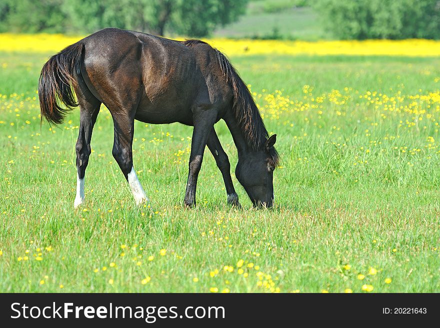 Horse, Playful Kid Of Horse, Foal On A Lawn