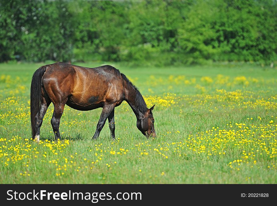 Baby of Horse on a green grass