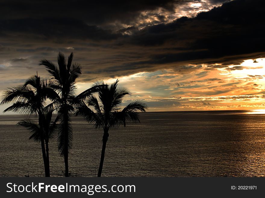 Palm Trees Frame a Beautiful canaria Sunset.