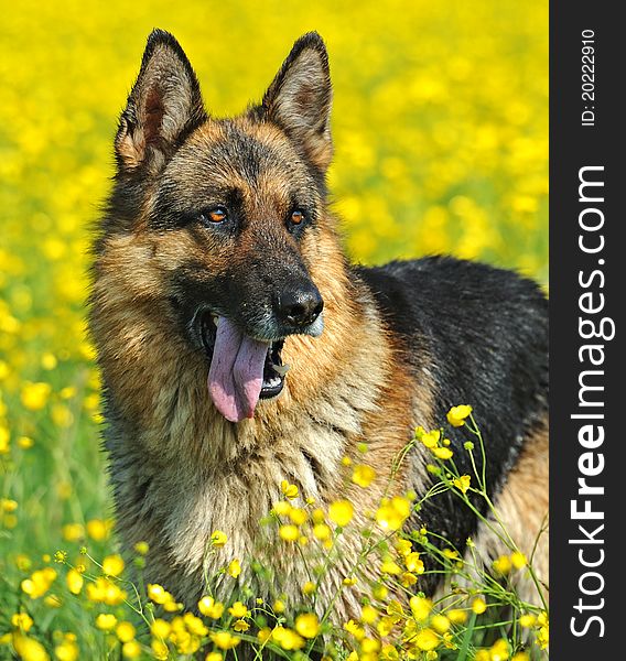 German Shepherd on a background spring colors