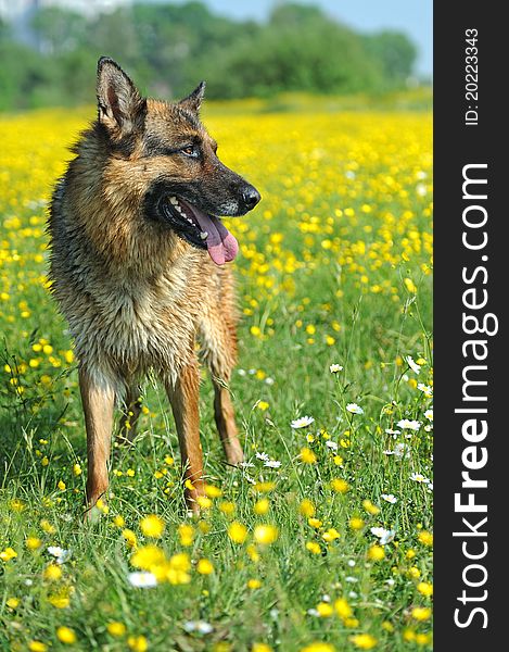 German Shepherd on a background spring colors