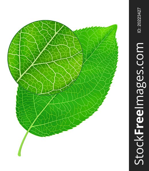 Detailed green leaf with zoom element. Vector illustration contains mesh.