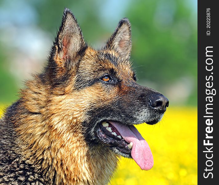 German Shepherd on a background spring colors