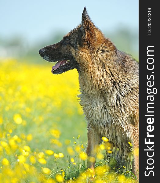 German Shepherd on a background spring colors