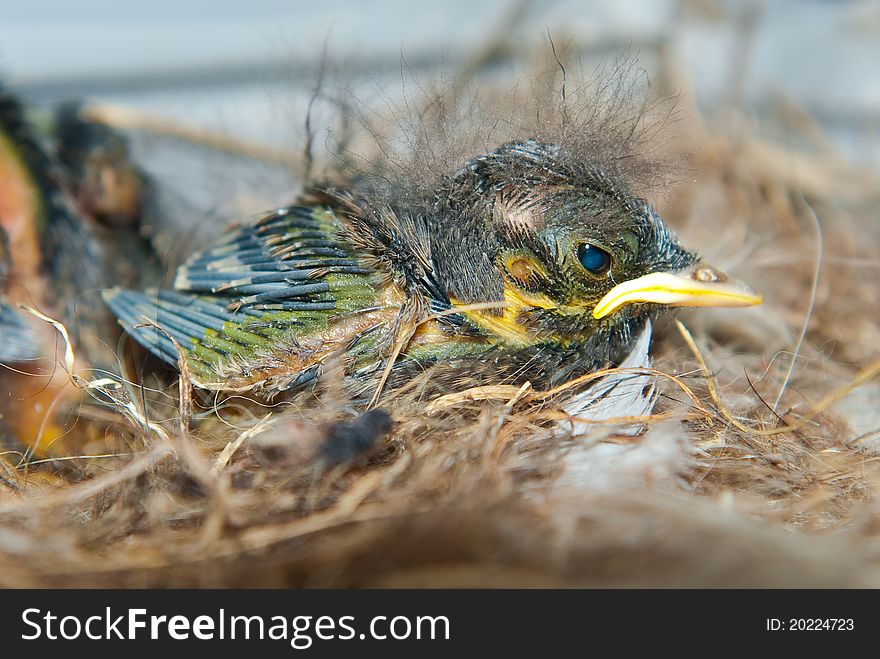 Newborn chick in the nest