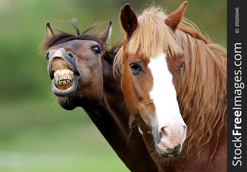 Baby of Horse on a green grass