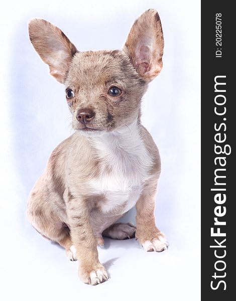 Chihuahua dog watching the camera on a amlost white background. Chihuahua dog watching the camera on a amlost white background