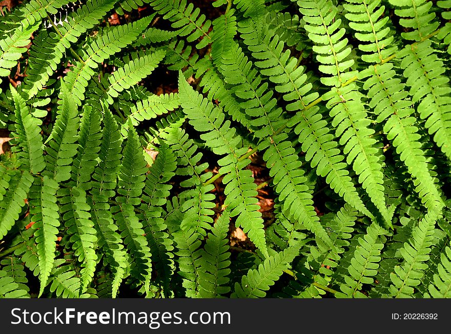 This photo is a close up of a fern. The fern is green and lush. This photo is a close up of a fern. The fern is green and lush.