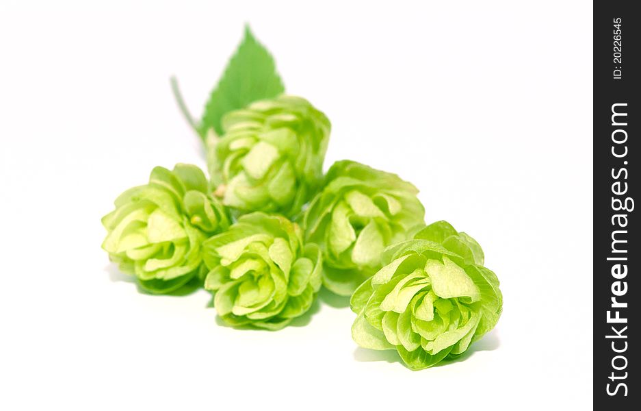 Hops branch, isolated on white