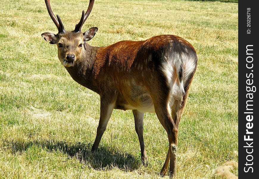 Sika Deer eating grass