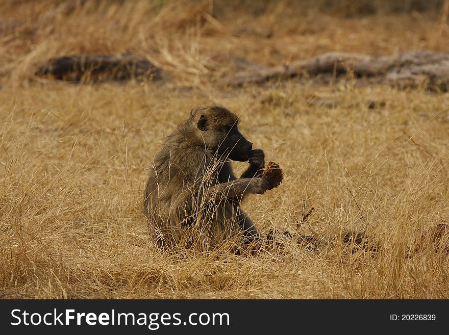 Baboon in african savanna eating elephant dung. Baboon in african savanna eating elephant dung