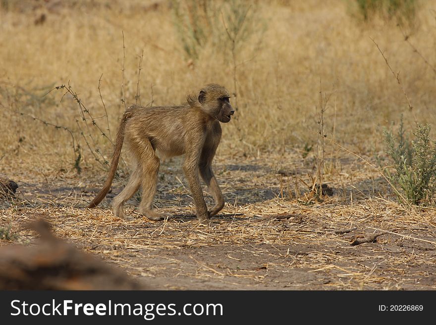 Yellow Baboon in semi arid open plains South Africa. Yellow Baboon in semi arid open plains South Africa