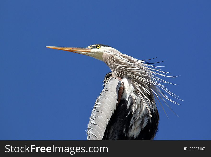 Great blue heron enjoying a welcomed breeze.