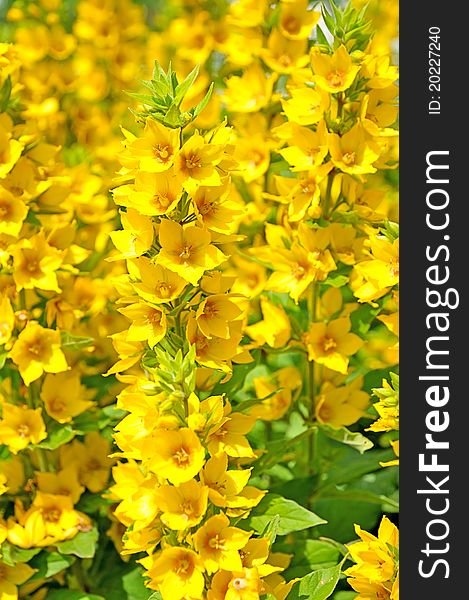 Yellow small flowers. Many flowers on a thin stem. Bright yellow flowers.