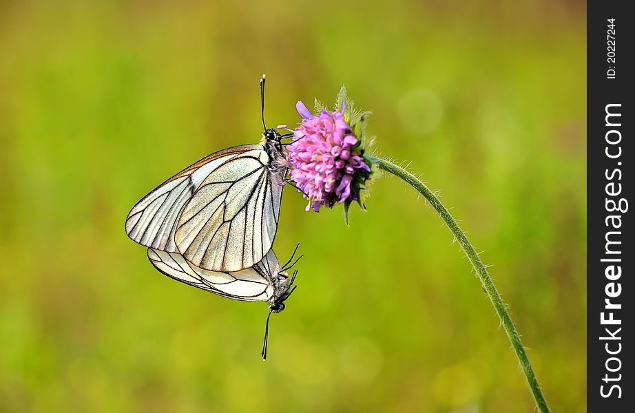 Butterfly On A Flower.