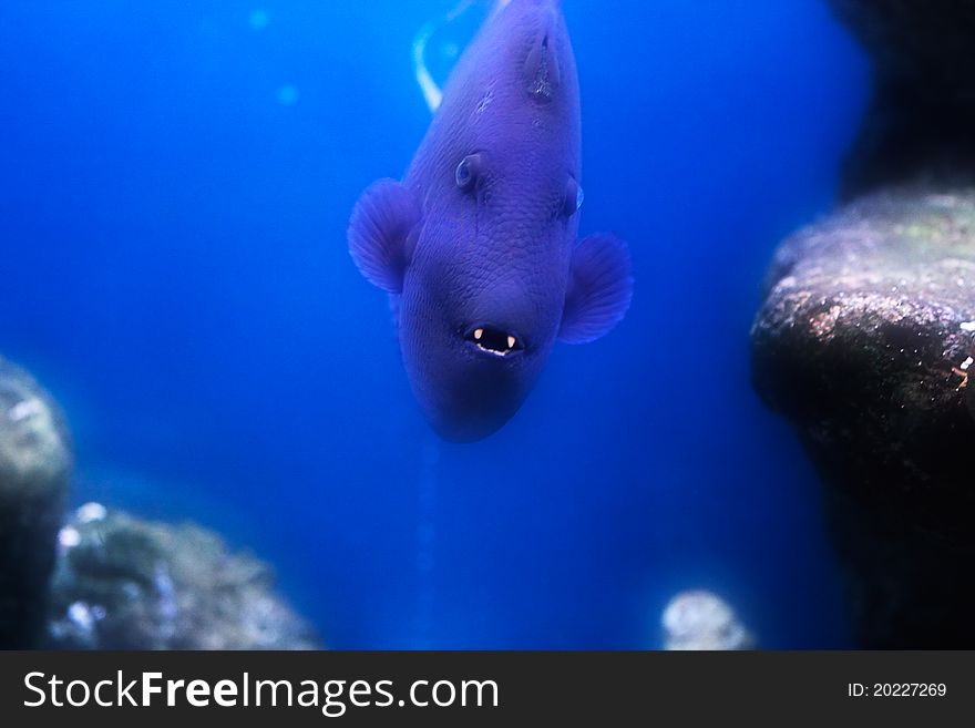 Redtooth triggerfish (Odonus niger) with open mouth.