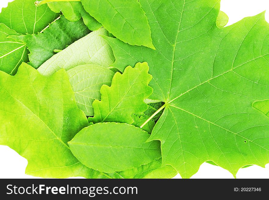 Natural leaves on white background.