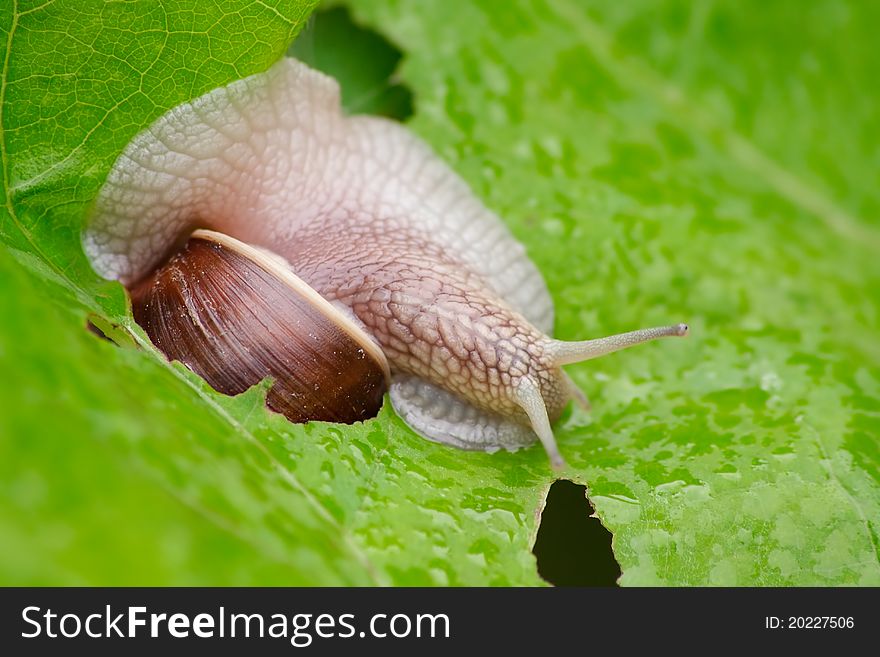 The grape snail on a leaf.