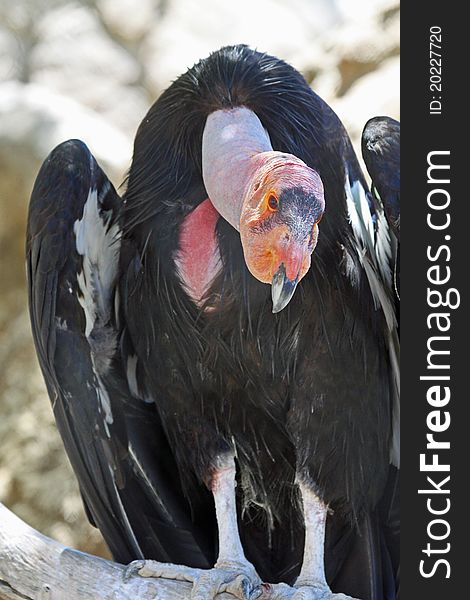 Endangered California Condor Close Up