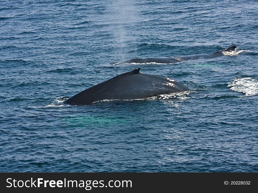 Two Whales In Sea