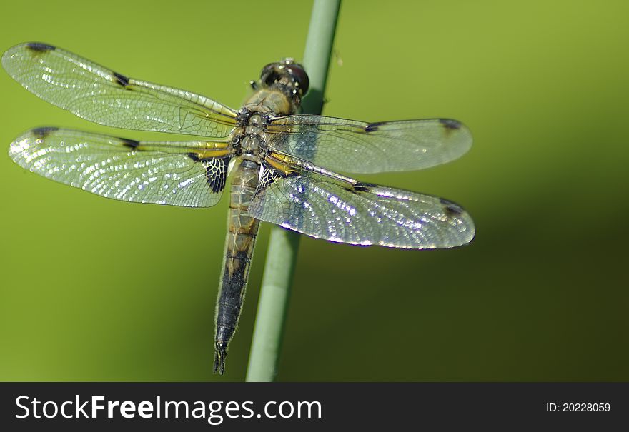 Dragonfly on the stem bulrush