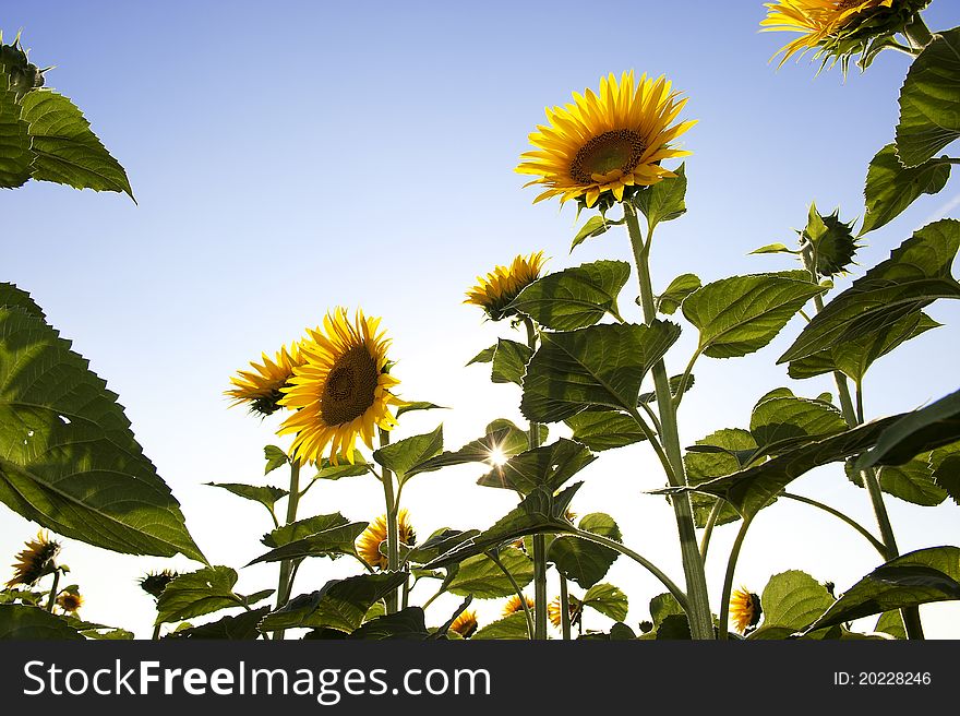 Beautiful sunflowers with sky background