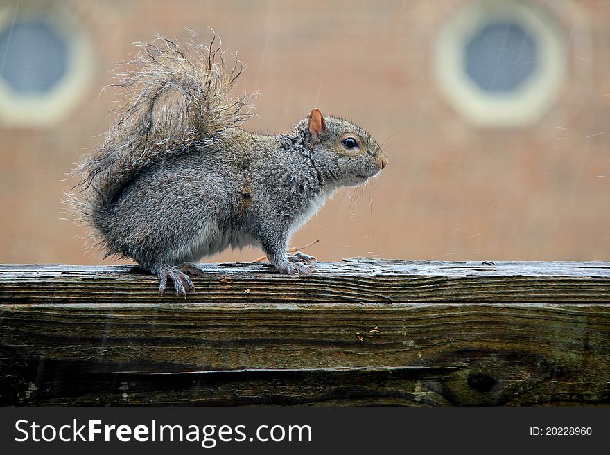 Squirrel under the rain, very funny.