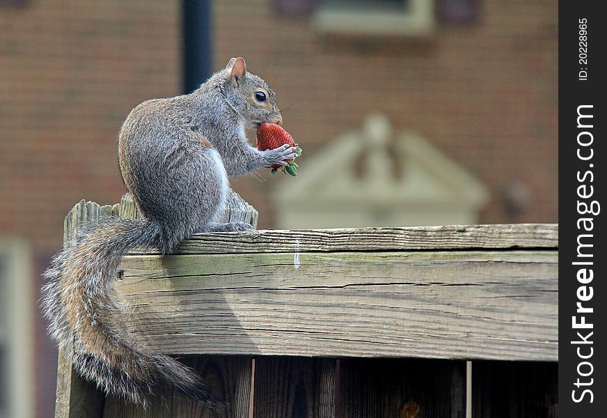 Squirrel is eating strawberry no dessert. Squirrel is eating strawberry no dessert.