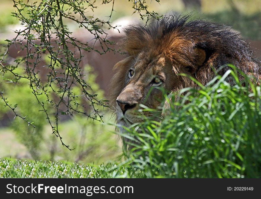 Male Lion Hiding And Camouflaged In Tall Grass