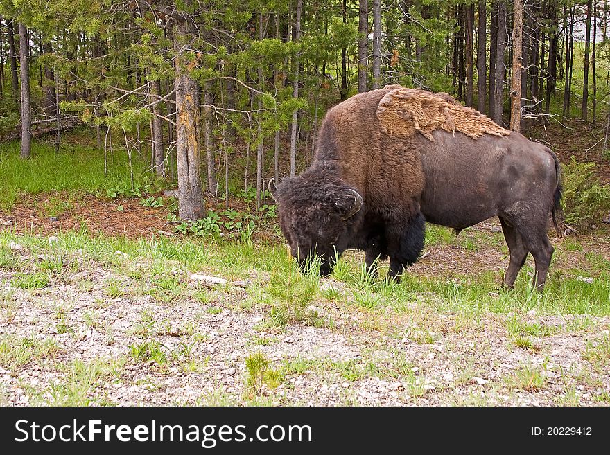 A giant buffalo eating grass in the wild. A giant buffalo eating grass in the wild.