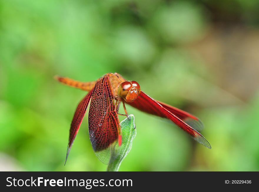 Red Dragonfly resting on a flower stalk.