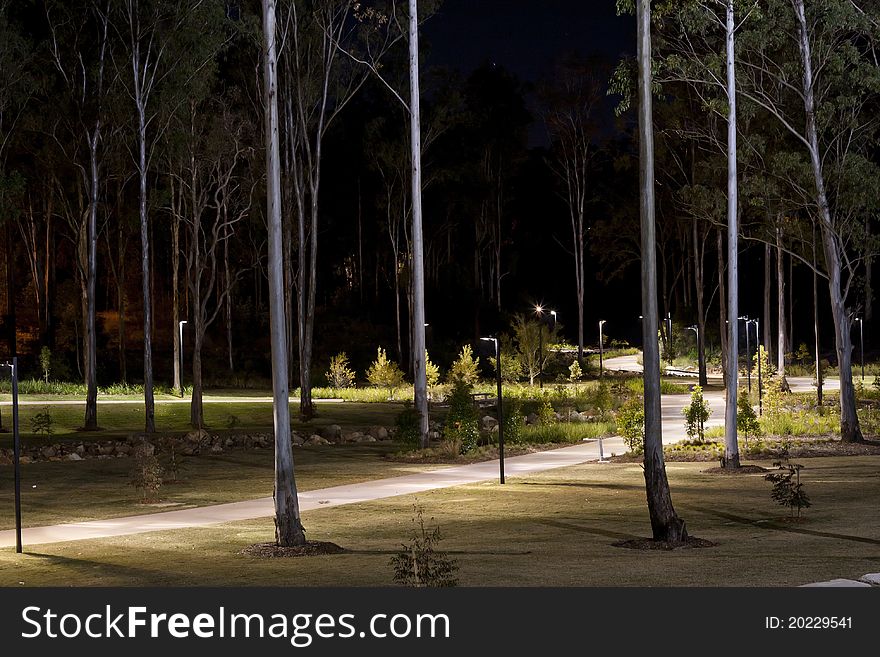 A nighttime scene with lighted walkways meandering through tall eucalyptus trees in an Australian park. A nighttime scene with lighted walkways meandering through tall eucalyptus trees in an Australian park