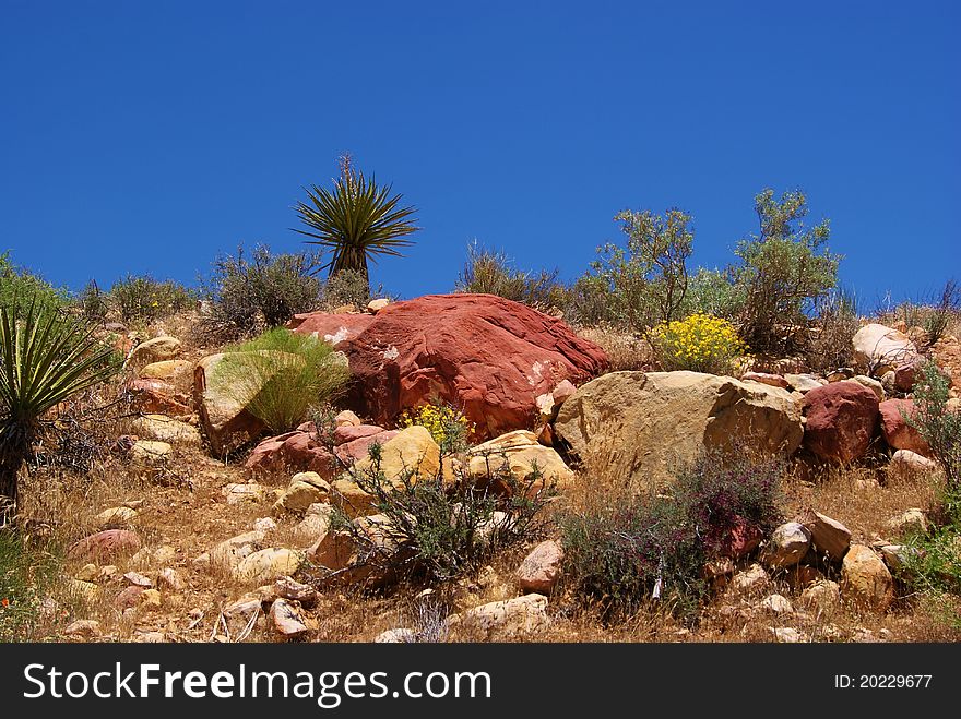 Desert Rock Garden in Red Rock Canyon
