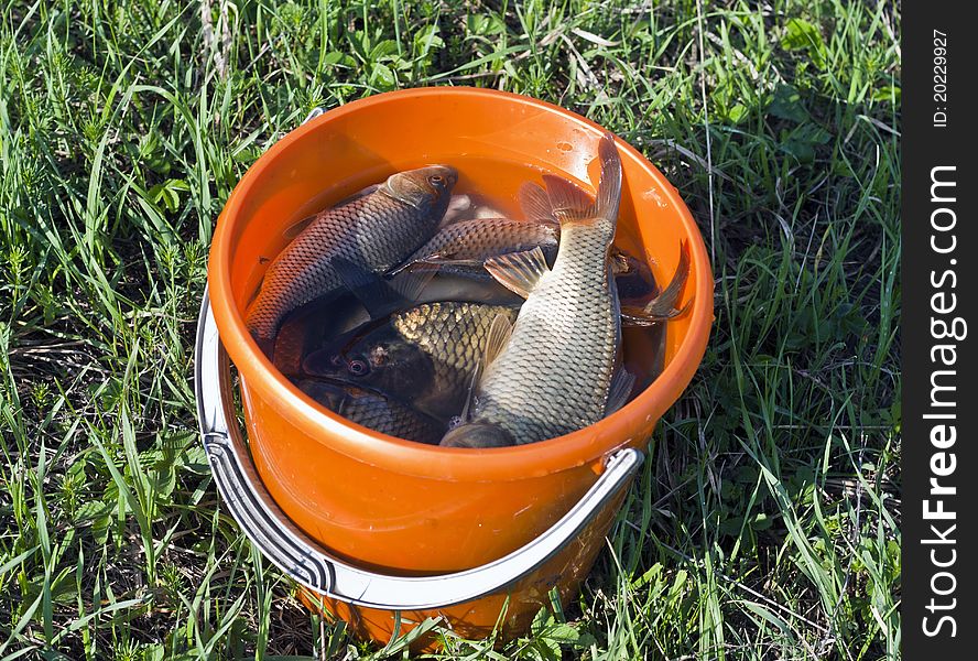 Bucket of fish caught by fishing. Bucket of fish caught by fishing