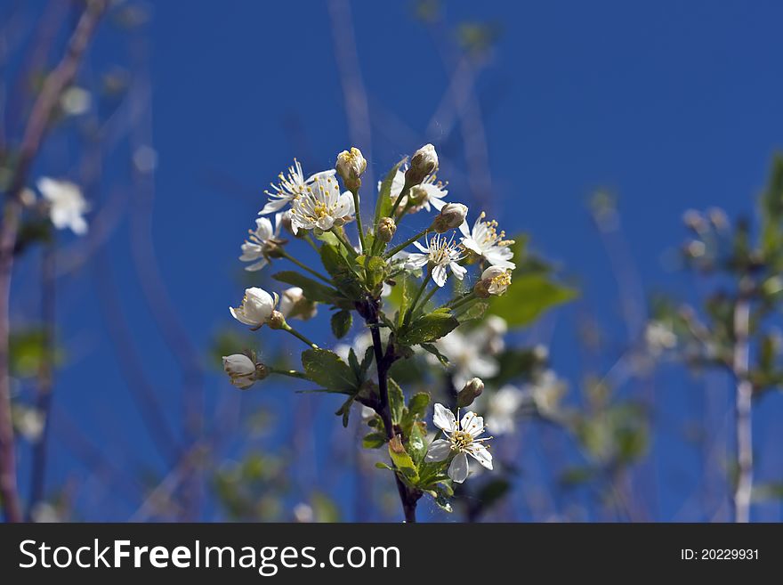 Cherry blossoms blooming buds during. Cherry blossoms blooming buds during
