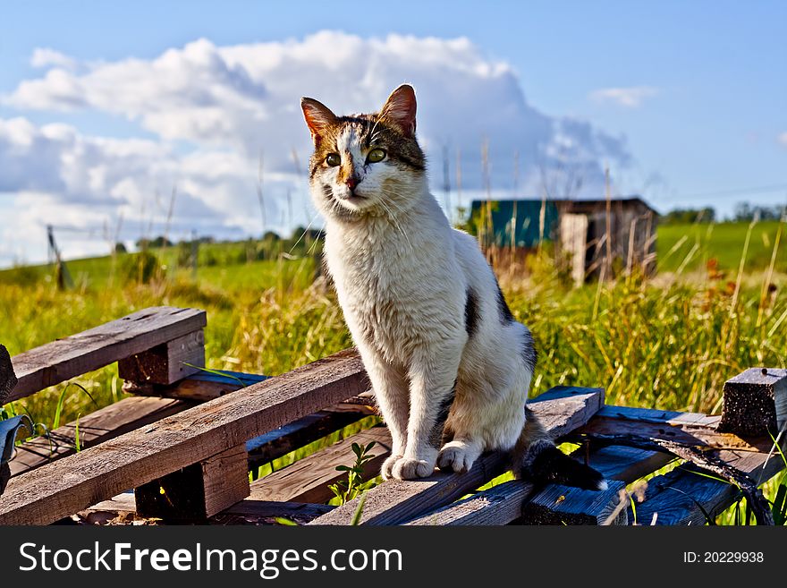 Cat sitting on a wooden frame in the fields