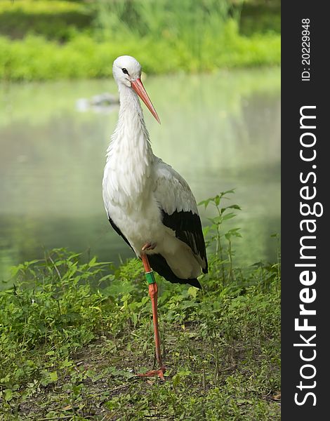 White Stork on the background of the reservoir