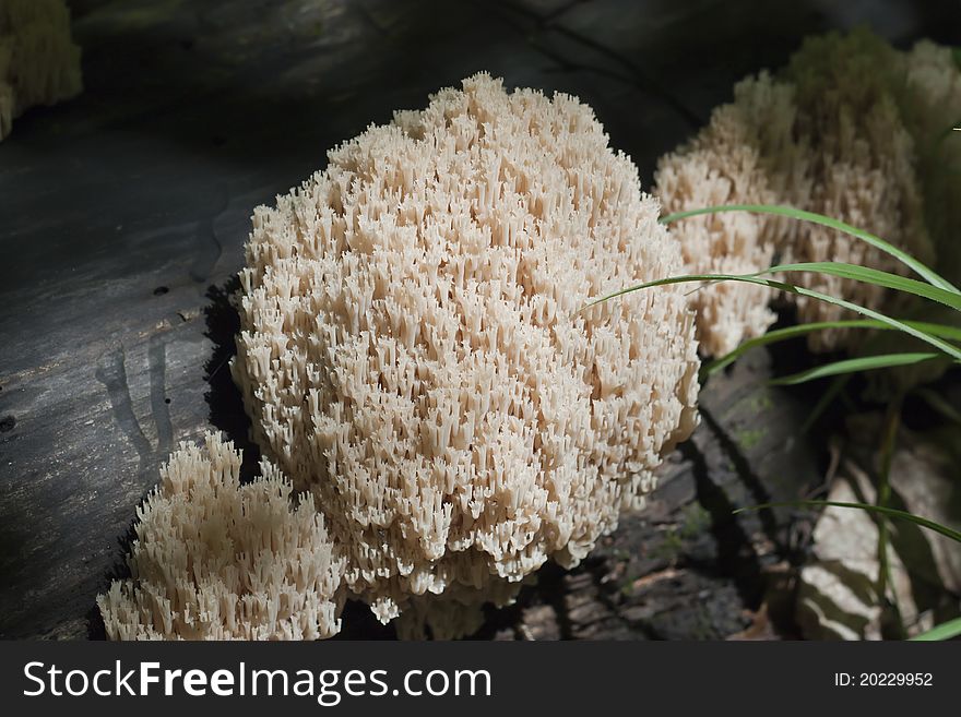 The colony consists of the fungus in symbiosis with tree. The colony consists of the fungus in symbiosis with tree