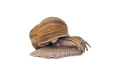 Snail On White Background Stock Images