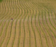 Cultivated Land In A Rural Landscape, Euskadi Royalty Free Stock Photography