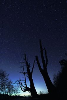 Star Trails(Husband And Wife Tree) Royalty Free Stock Photography Star Trails(Husband And Wife Tree) Royalty Free Stock Photography