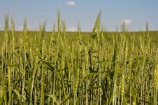 Wheat Ears Royalty Free Stock Images Wheat Ears Royalty Free Stock Images