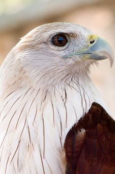 Red Kite Eagle Stock Photography