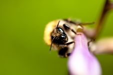 Bee Running Towards You Stock Photography