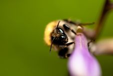 Bee Is Coming Stock Photography